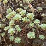 Aeonium castello-paivae (La Gomera, Canary Islands) (unrooted cuttings - boutures non racinées)